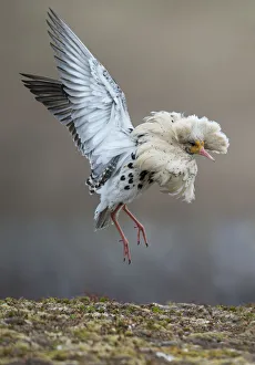 Satellite male Ruff (Philomachus pugnax) in full display at the lek. Varanger, Finmark
