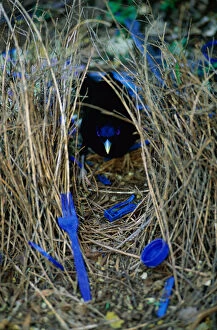 Images Dated 23rd March 2005: Satin bowerbird male at bower decorated with blue objects to attract mate, Lamington NP