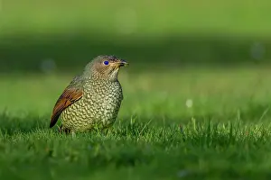 Grass Prints: Satin bowerdird (Ptilonorhynchus violaceus) female