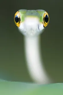 Satiny Parrot snake (Leptophis depressirostris) Santa Rita, Costa Rica