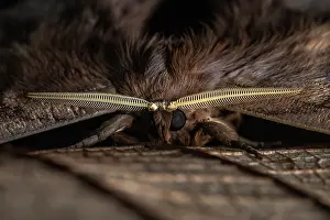 Lepidoptera Prints: Saturniid moth (Arsenura batesii) portrait