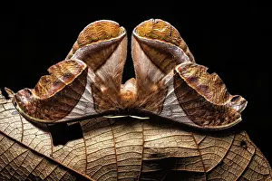 Black Background Prints: Saturniid moth (Arsenura batesii) portrait