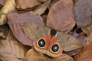 Autumn Prints: Saturniid moth (Automeris excreta) camouflaged in leaf litter, Guatemala