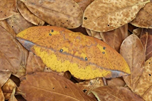 Robert Thompson Collection: Saturniid moth (Eacles ormondei), female camouflaged in leaf litter. Izabal, Guatemala