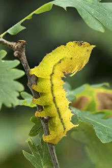Saturniid moth (Eacles ormondei) caterpillar, Izabal, Guatemala, Central America