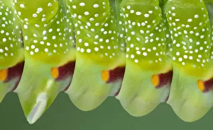 Saturniid moth larva (Aurivillius triramis) close up of body segments