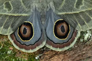 Images Dated 6th December 2019: Saturniid moth (Leucanella hosmera), Chiriqui Province, Panama, South America