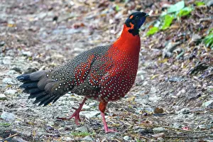 Himalaya Prints: Satyr tragopan (Tragopan satyra) male