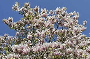 Saucer Magnolia (Magnolia x soulangeana) tree in full flower against blue sky. Stourhead gardens