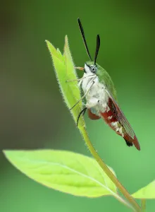 Sphingid Prints: Saunders bee hawkmoth (Hemaris saundersii) resting on a leaf