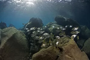 Saupe (Sarpa salpa) shoal, Deserta Grande, Desertas Islands, Madeira, Portugal, August