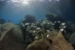 Images Dated 25th July 2009: Saupe (Sarpa salpa) shoal, Deserta Grande, Desertas Islands, Madeira, Portugal, August