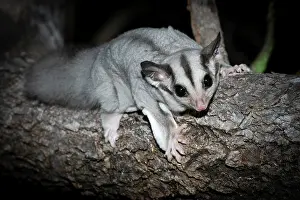 Marsupialia Prints: Savanna glider (Petaurus ariel) resting on log at night