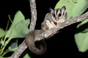 Adorable Prints: Savanna glider (Petaurus ariel) resting on tree branch at night