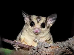 Marsupialia Prints: Savanna glider (Petaurus ariel) with small bald patch of fur on forehead