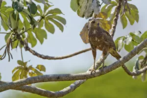 Savanna hawk (Heterospizias meridionalis) perching on branch, Pocone, Brazil