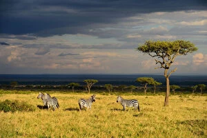 Images Dated 4th December 2013: Savanna landscape wirh Grants zebras (Equus quagga boehmi) and acacia trees