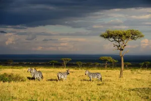 Horizon Prints: Savanna landscape wirh Grants zebras (Equus quagga boehmi) and acacia trees