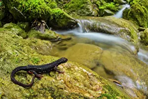 Caudata Prints: Savi's spectacled salamander (Salamandrina perspicillata) resting on rock beside stream
