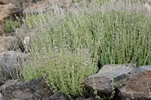 Labiatae Prints: Savory / Whitweed (Micromeria lachnophylla) clump flowering on volcanic ash