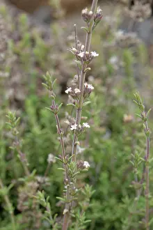 Labiatae Prints: Savory / Whitweed (Micromeria lachnophylla) clump flowering on volcanic ash