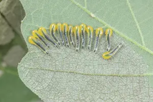 Foliage Prints: Saw fly (Caliroa sp.) larvae on Oak leaf, Philadelphia, Pennsylvania, USA. June