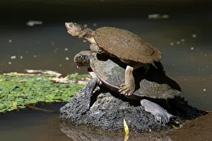 On Top Of Prints: Two Saw-shelled turtles (Elseya latisternum) on rock in middle of pool