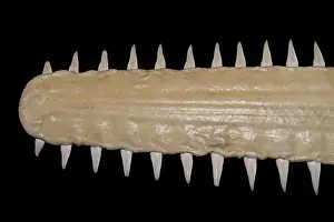 Animal Nose Prints: Sawfish (Pristis sp.) close-up of long
