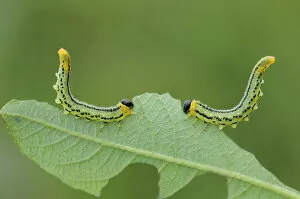 Sawfly larvae (Nematus pavidus) defensive posture, Peatlands Park, County Armagh, Northern Ireland