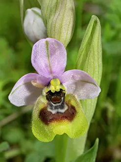 Orchids Prints: Sawfly orchid (Ophrys tenthredinifera) in flower