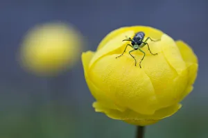 Symphyta Prints: Sawfly (Symphyta sp) on Globeflower (Trollius europaeus) Liechtenstein, June 2009