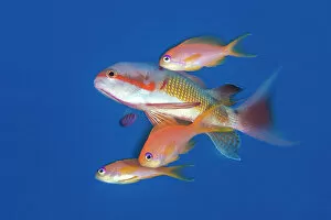 January 2023 Highlights Gallery: Three Scalefin anthias (Pseudanthias squamipinnis) females, joining a larger male on a spawning rise