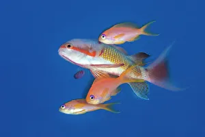 January 2023 Highlights Prints: Three Scalefin anthias (Pseudanthias squamipinnis) females