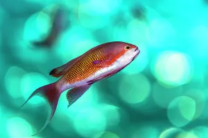 Scalefin anthias (Pseudanthias squamipinnis) male, swimming close to surface, Sharm El Sheikh, Sinai, Egypt, Red Sea