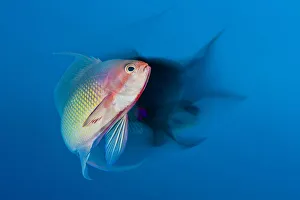 Serranidae Prints: Scalefin anthias (Pseudanthias squamipinnis) male with a long exposure