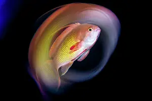 Photographic Effect Prints: Scalefin anthias (Pseudanthias squamipinnis) portrait