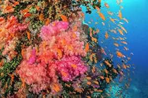 Serranidae Prints: Scalefin anthias (Pseudanthias squamipinnis) shoaling around Alcyonarian soft coral (Alcyonacea sp)