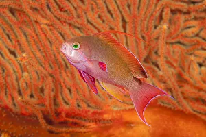 Serranidae Prints: Scalefin anthias / Scalefin basslet (Pseudanthias squamipinnis)
