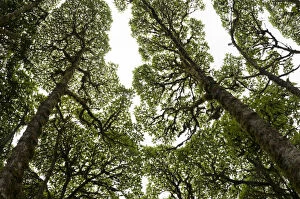 Images Dated 8th July 2014: Scalesia forest canopy (Scalesia pendunculata), Los Gemelos, Santa Cruz Highlands