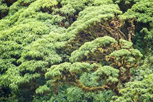 Images Dated 12th June 2020: Scalesia pedunculata forest, Cerro Crocker Region, Santa Cruz Island, Galapagos