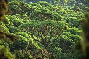 February 2022 Highlights Collection: Scalesia pedunculata forest, Los Gemelos, Highlands, Santa Cruz Island, Galapagos