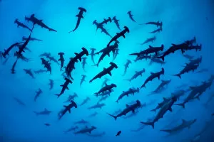 Images Dated 12th June 2020: Scalloped hammerhead shark shoal (Sphyrna lewini) Wolf Island, Galapagos