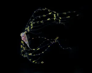 Scalloped ribbonfish (Zu cristatus) juvenile,Balayan Bay, Batangas, the Philippines Scalloped ribbonfish (Zu cristatus) juvenile,Balayan Bay, Batangas, the Philippines