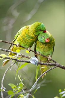 Branch Prints: Scaly breasted lorikeet (Trichoglossus chlorolepidotus) pair allopreening in branch of
