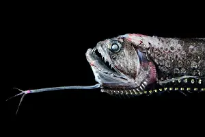 Scaly dragonfish (Stomias boa) head portrait, showing distinctive long barbel under the lower jaw, observed during RV Sonne, Cruise SO285, in the South Atlantic