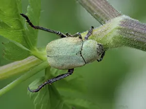 Scarab beetle (Hoplia argentea) male, resting on plant stem, Italy. June