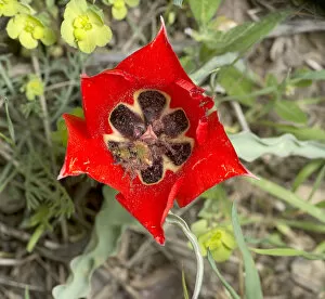 Scarab beetle (Scarabaeoidea) pair mating inside Tulip (Tulipa micheliana) flower