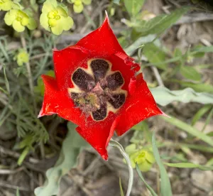 Central Asia Prints: Scarab beetle (Scarabaeoidea) pair mating inside Tulip (Tulipa micheliana) flower