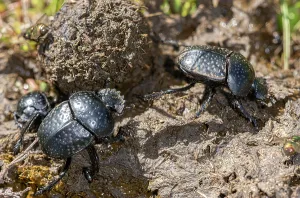 Gargano Prints: Three Scarab beetles (Scarabaeus variolosus) rolling a ball of dung