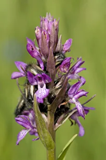 Middle East Prints: Scarab beetles sleeping overnight in Persian marsh orchid (Dactylorhiza umbrosa). Turkey